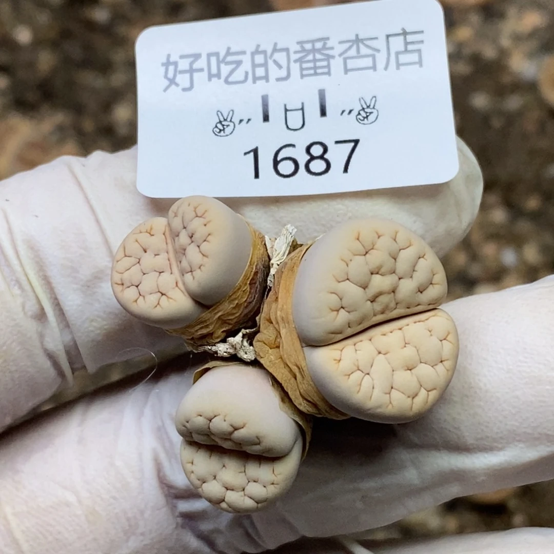 ?****?1687。零下拍保温.18包邮.当天凑哦