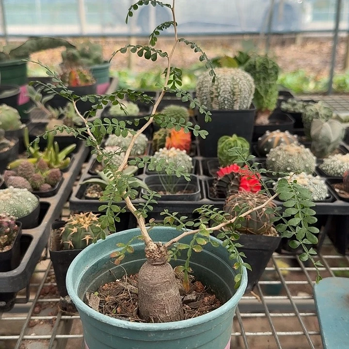 象足漆树块根2仙人球