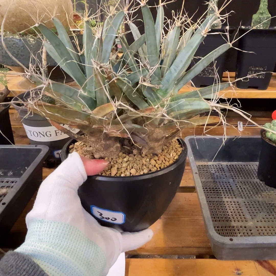 汤圆植物四大名球光山