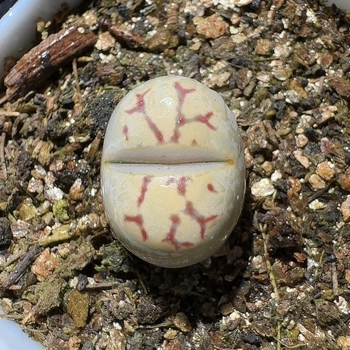 生石花23:：：。  519号