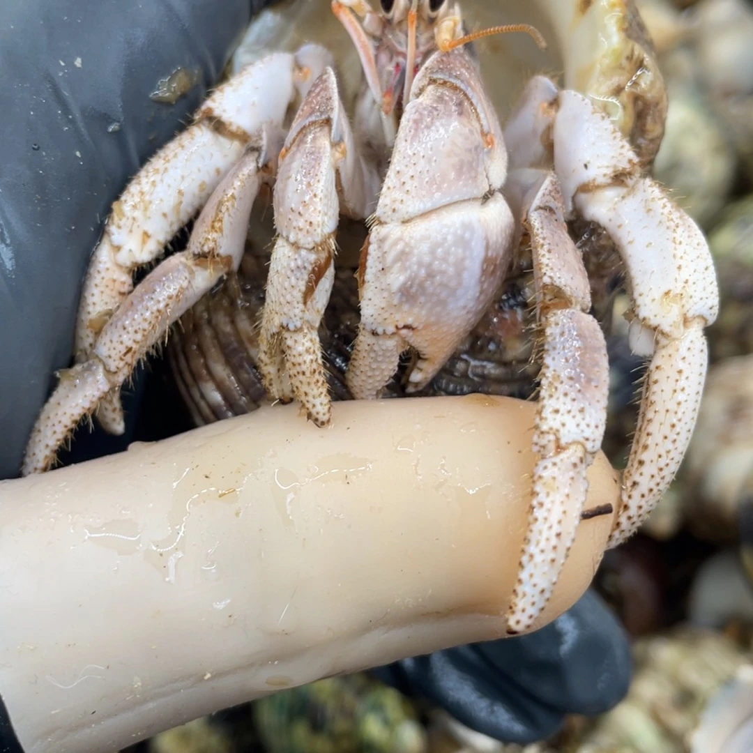 不退不换活体宠物154