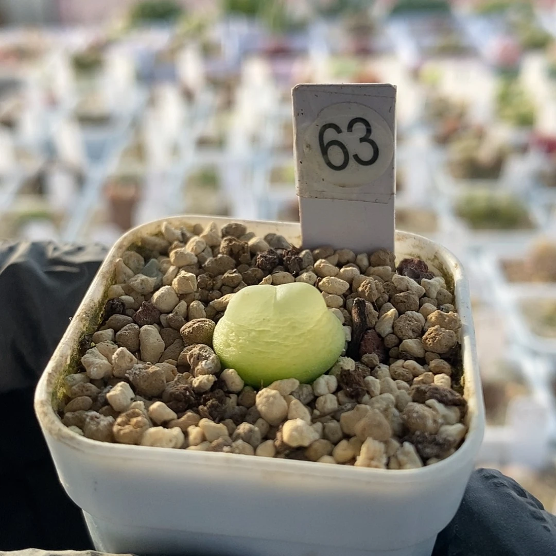 拉登三年兔斯基体尺寸1.5满49包邮