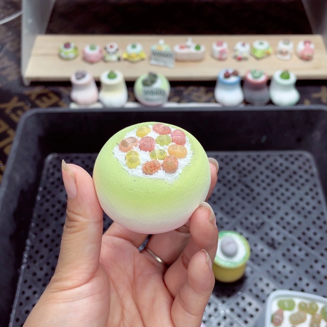 莉***吖w8627 带盆土发货一物一拍