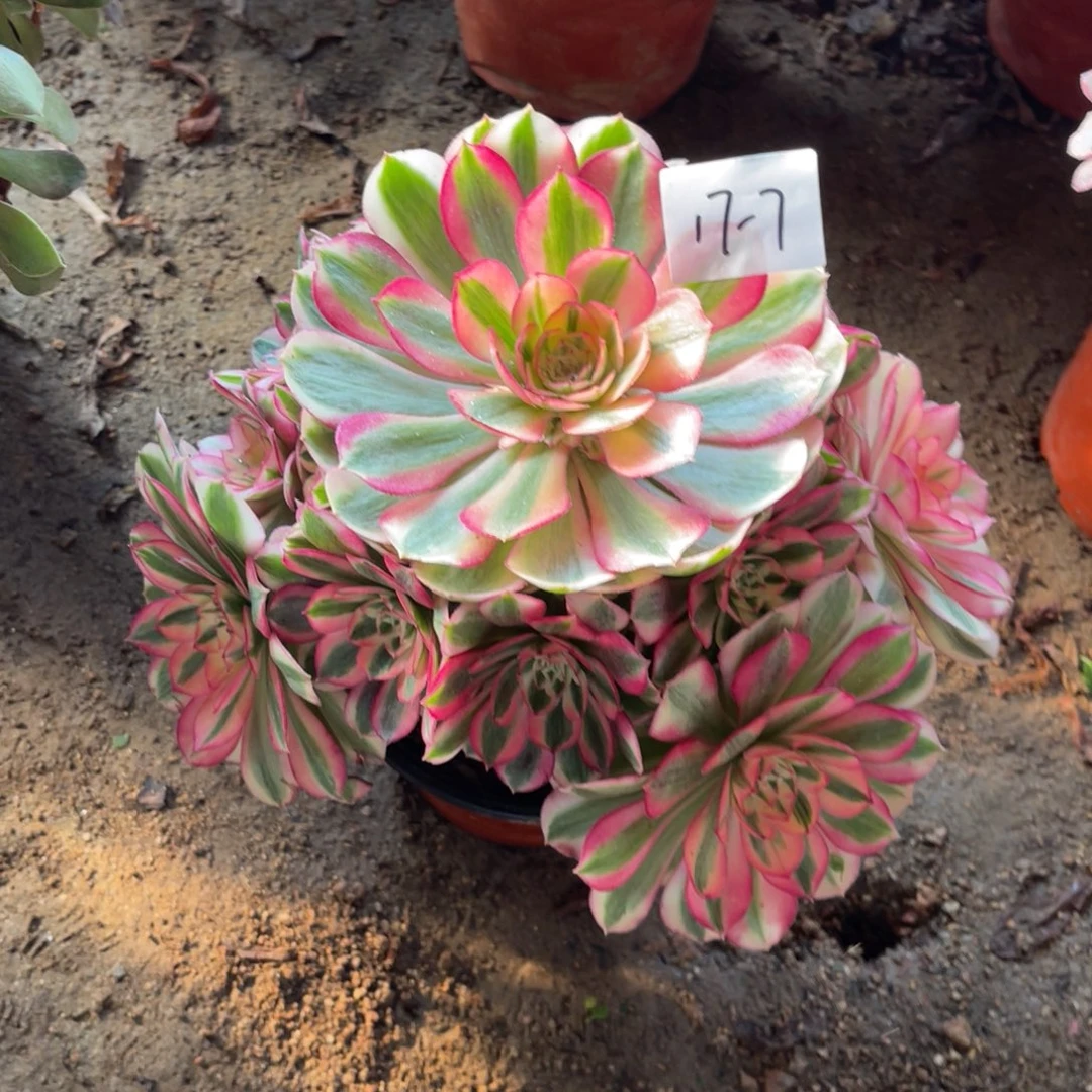 12-17-7倾城法师锦