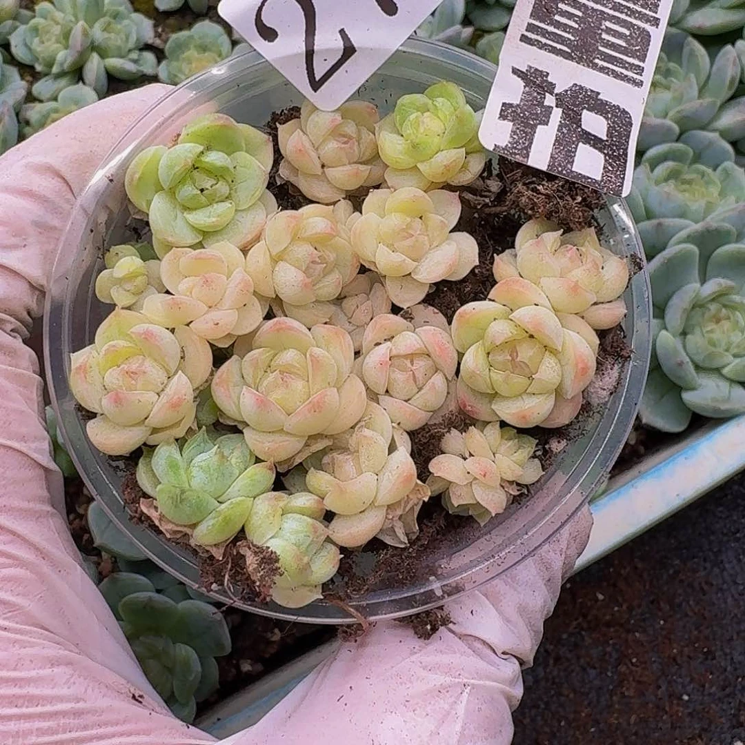 多肉植物多肉植物275量拍