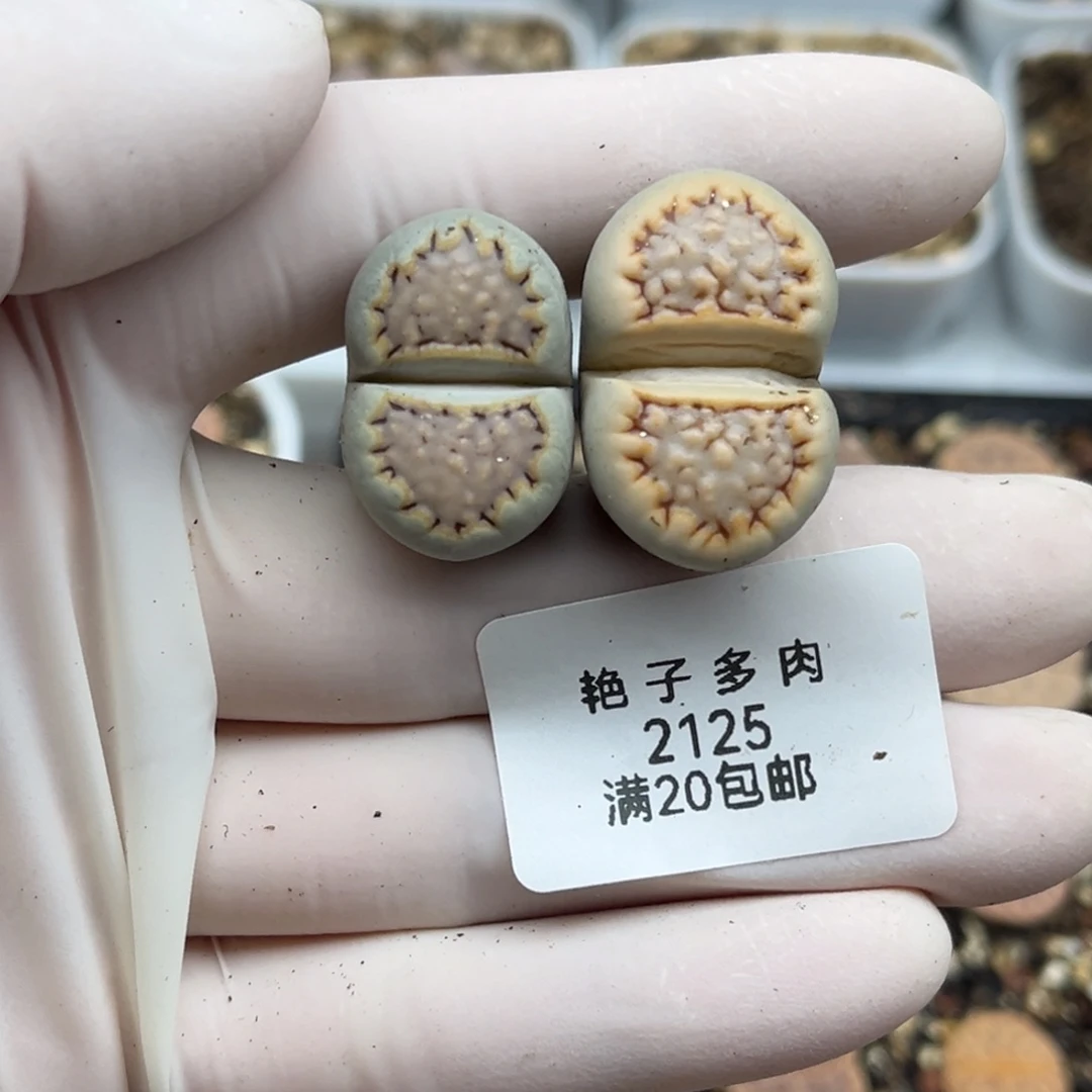 2125号两颗饼干发货