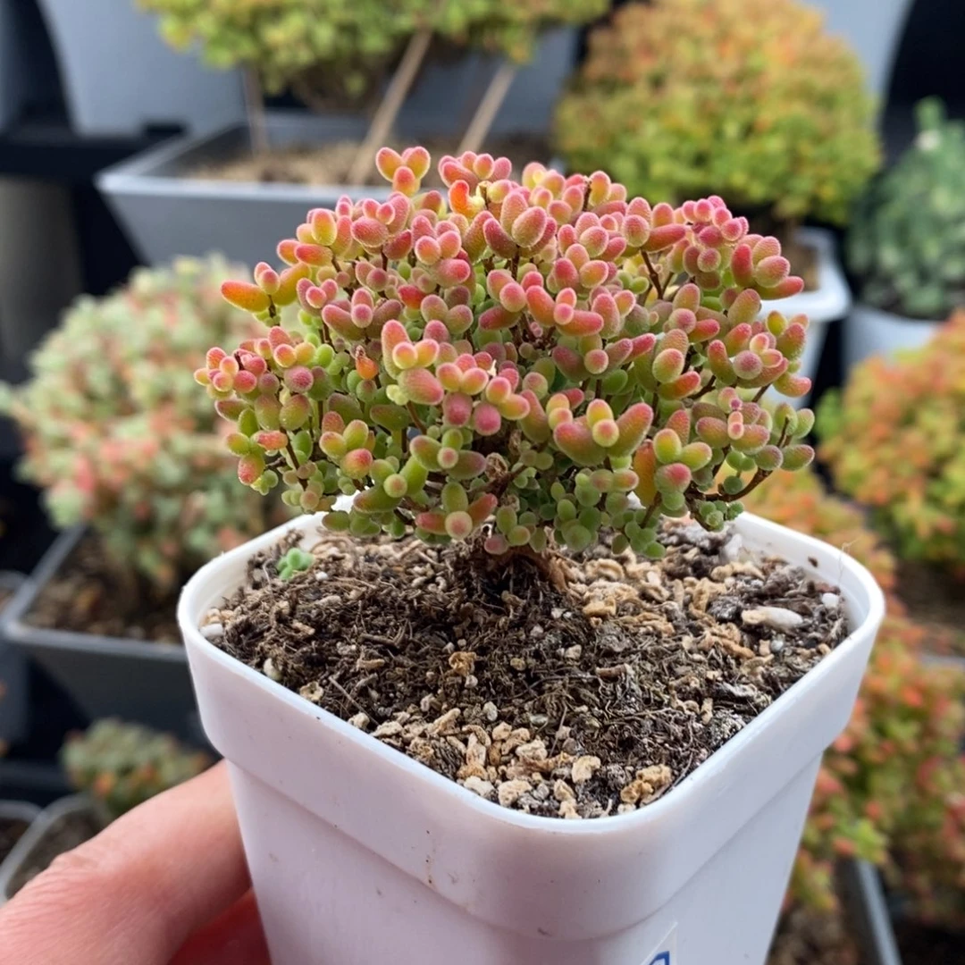 *****无花朵35号蜜橘糖球枝干