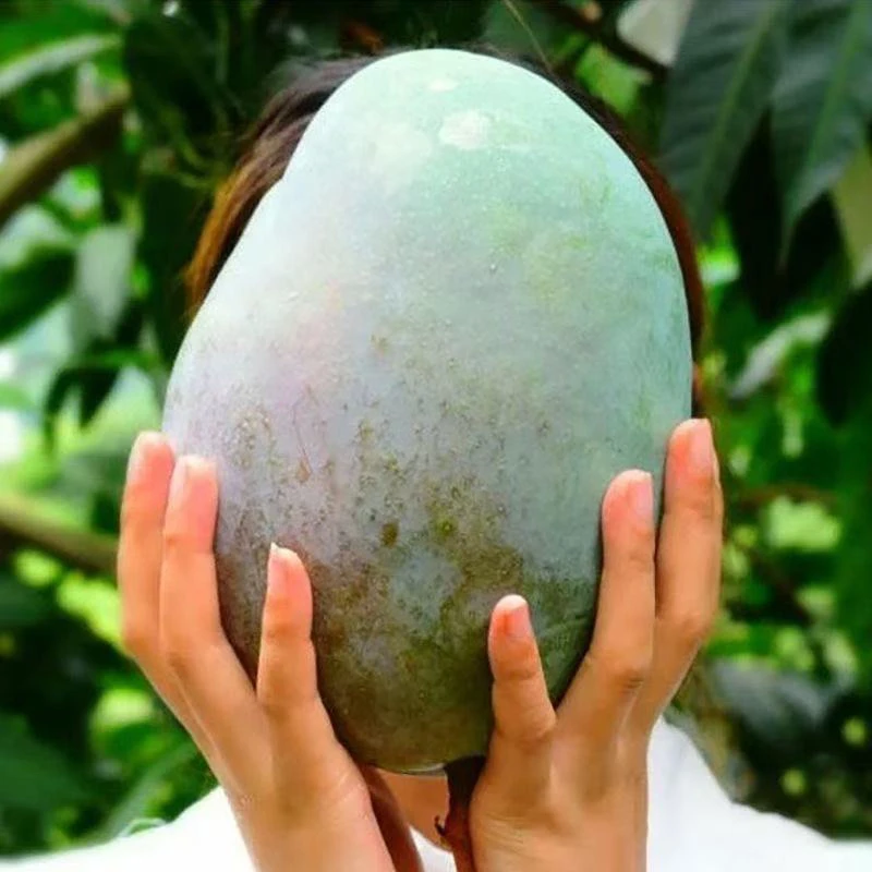 【现货凯特芒果】四川攀枝花凯特芒果酸甜多汁味道浓核小肉多