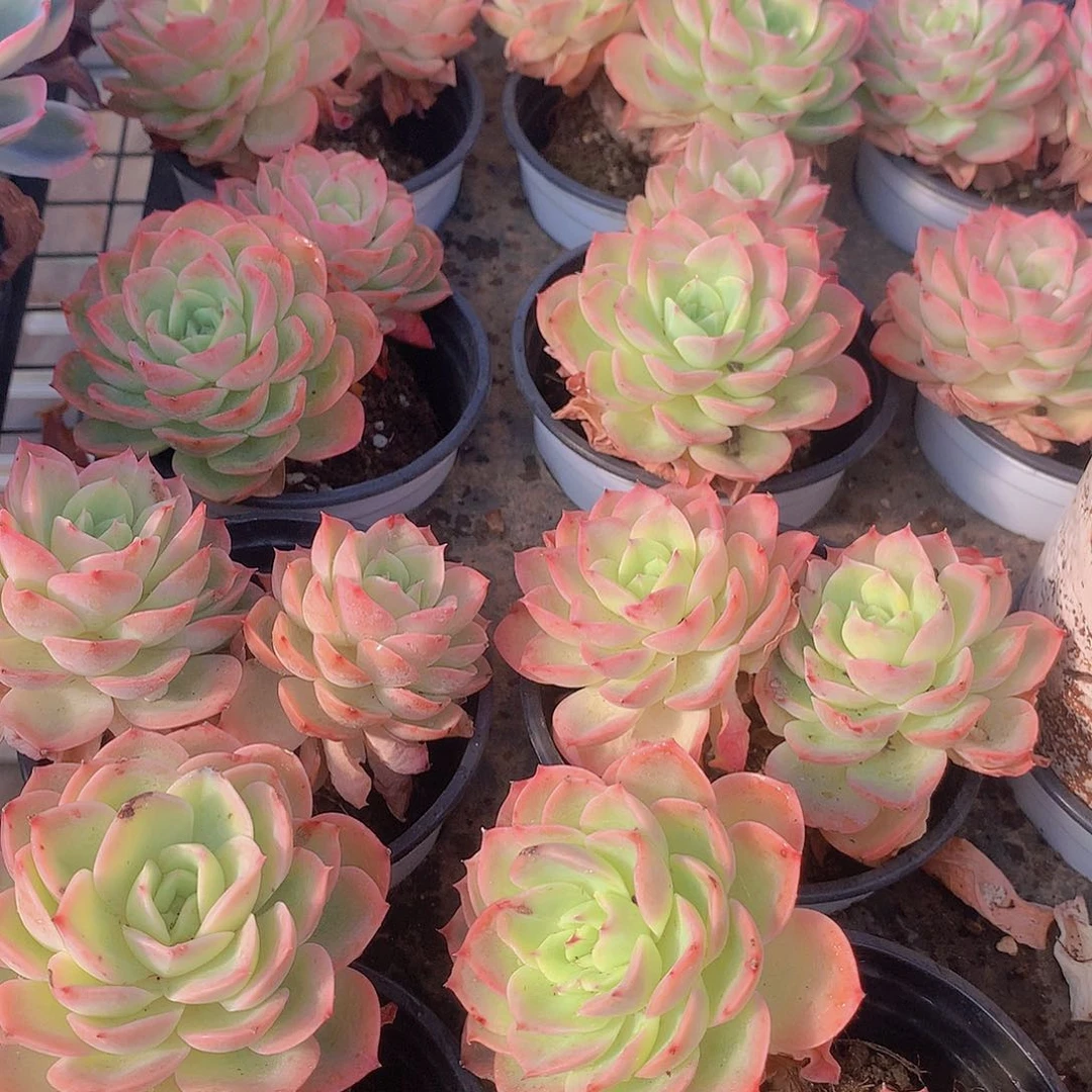 星娜塔2356789990000