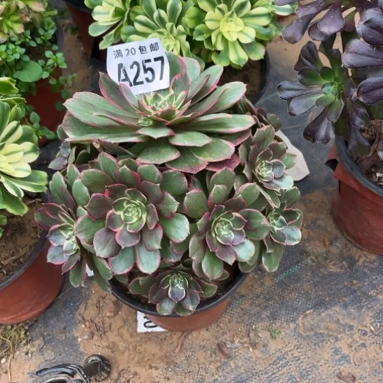 257粉花妖不包断枝