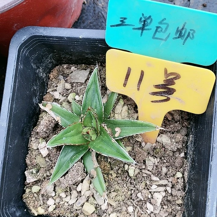 【闪购商品】无花朵龙舌兰屉之雪