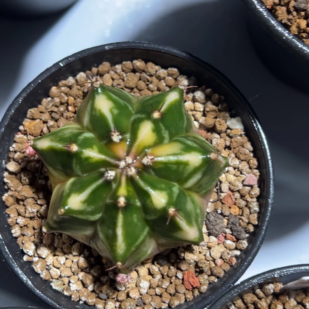 西红柿侧芽自根带盆土发货