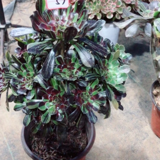 玩***玩无花朵水墨丹青法师多肉植物57号