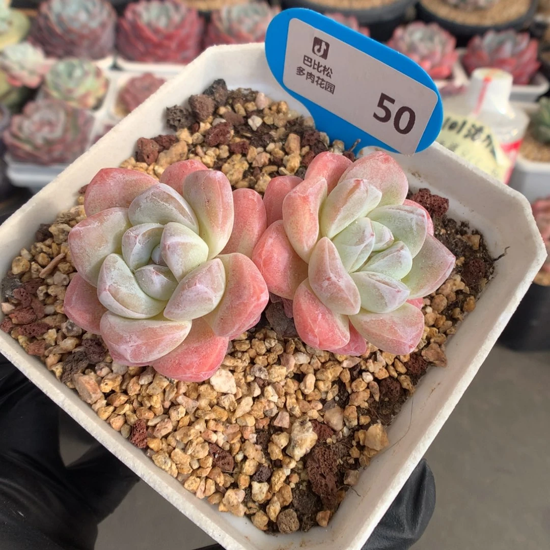 50 粗腿老桩冰玉多肉