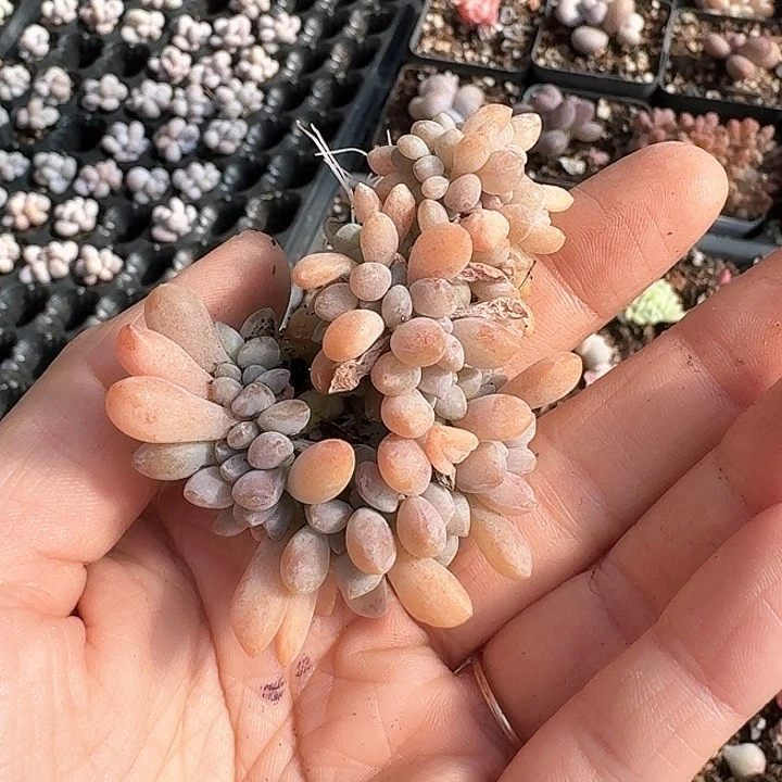 刘*晴v vvvvv h 134