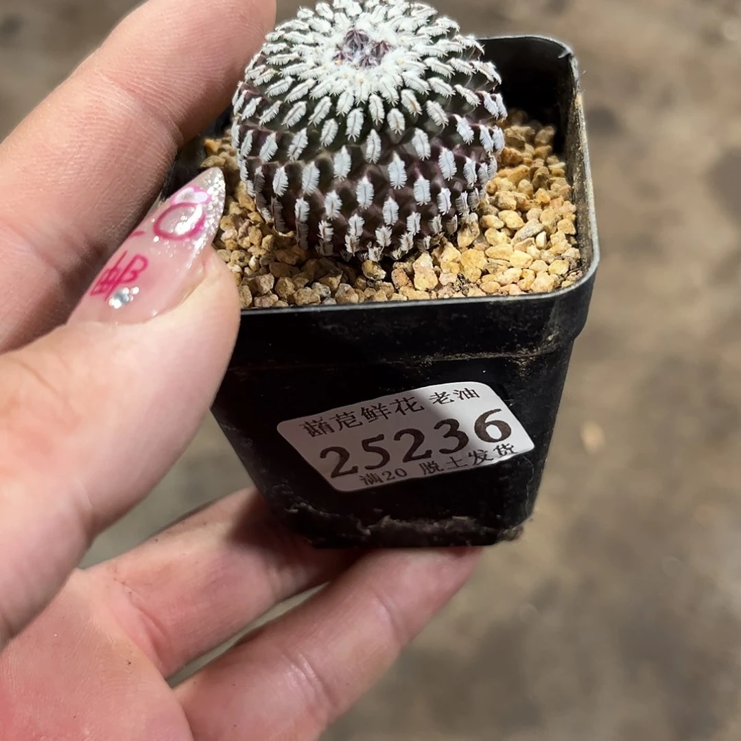 小*25236一物一拍单头发货