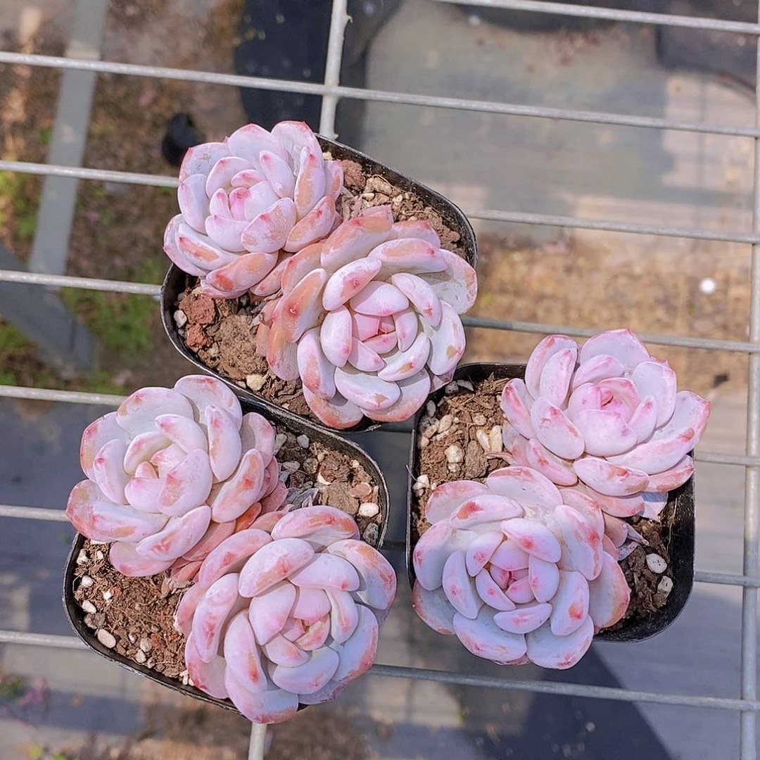 0526- 小脸双头星星橙福利一颗 量拍