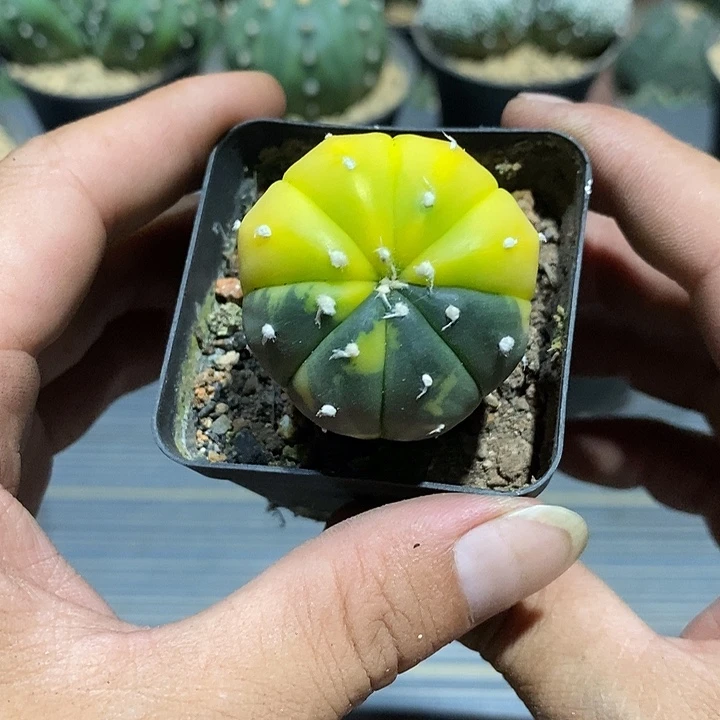 骗***子星兜锦实生脱土发货