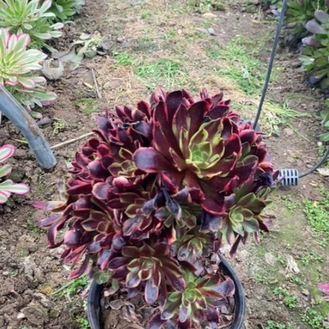 欧嘉莉多肉植物0105