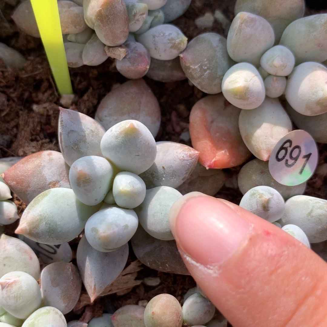 哥特萝莉多肉植物