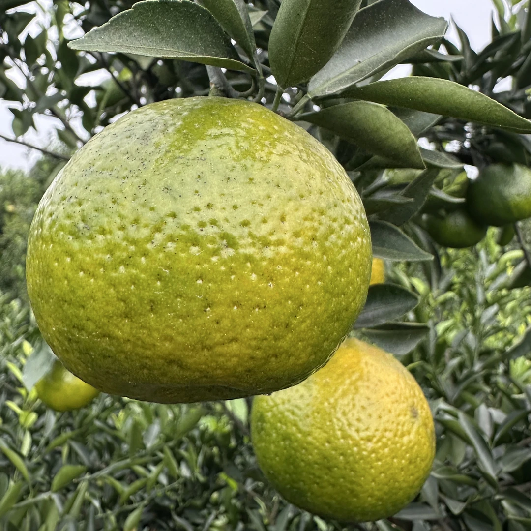 2025年小泽二红鲜果陈皮