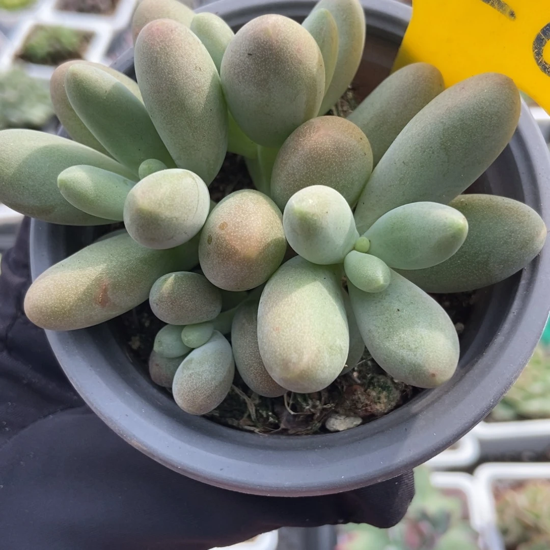 620糖果美人多肉植物
