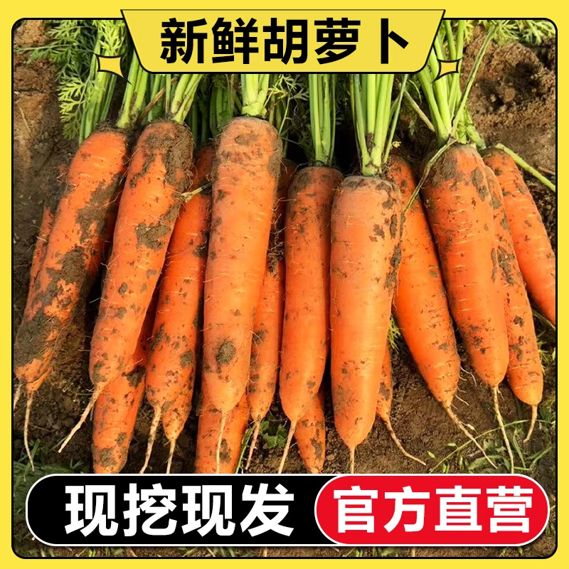 【官方直营】正宗新鲜沙地胡萝卜新鲜5-9斤脆甜应季水果萝卜红萝卜