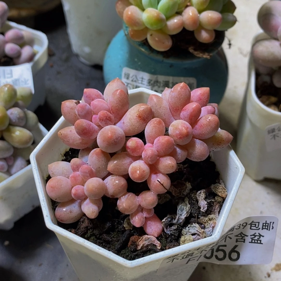 056 婴儿手指精控6 厘米