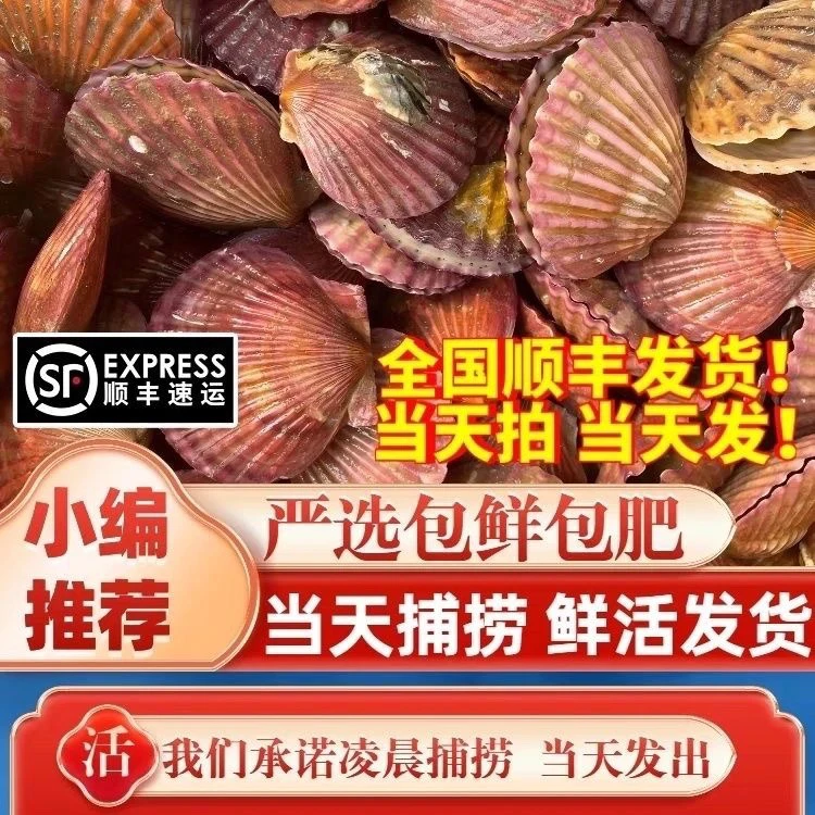 野生贝壳红贝 扇贝 不包活包肥保-新鲜干净 5斤发货