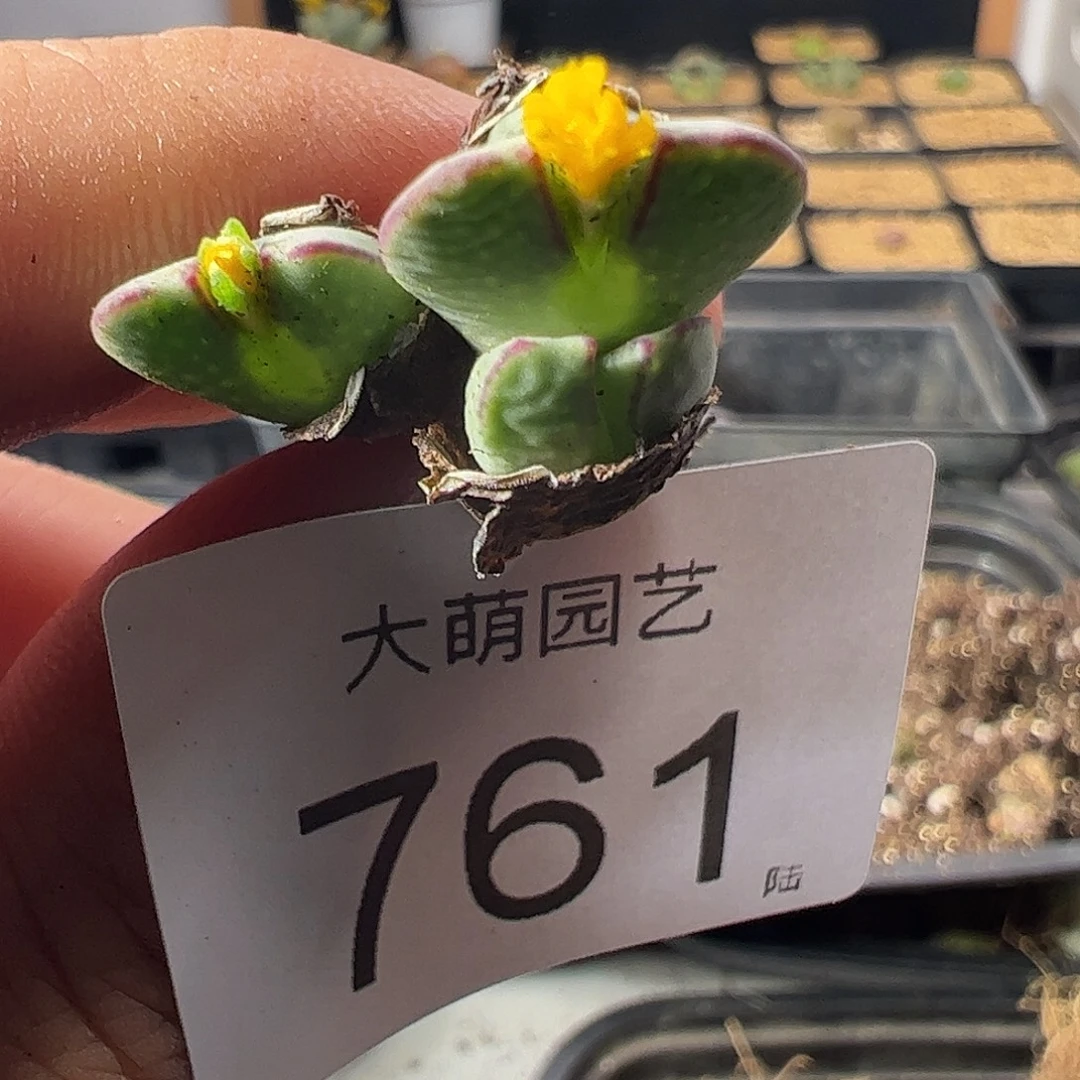 一物一拍红边小少将。 761