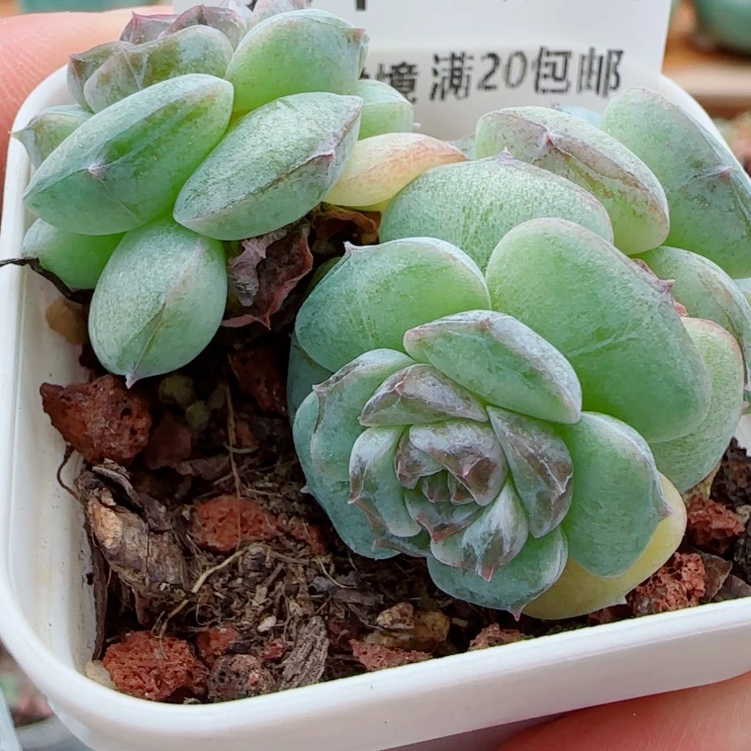 花语逸镜1009-394溏心