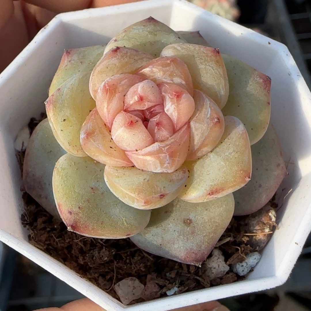 多肉小卡拉米糖心一物一拍