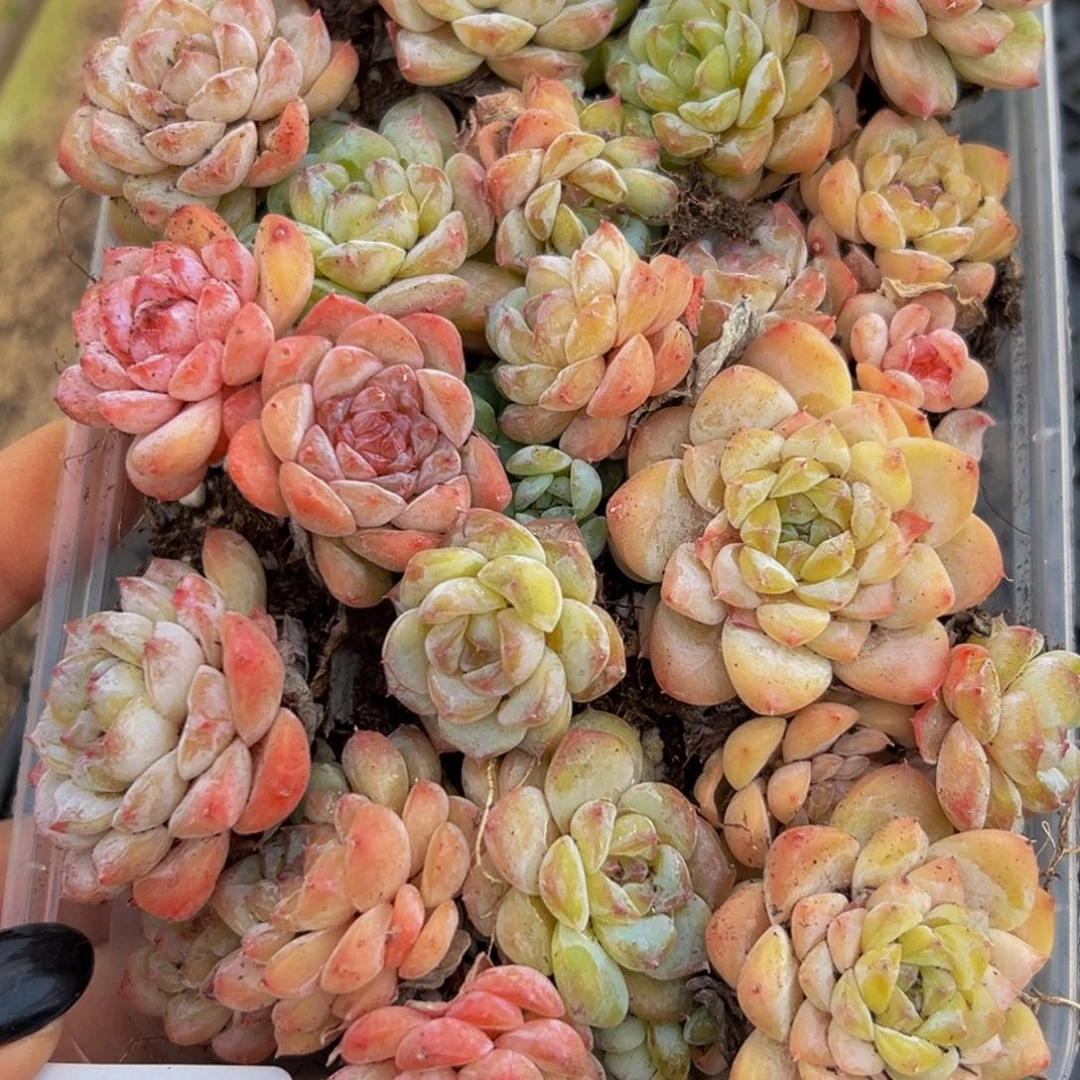 812多肉葡萄领导人物