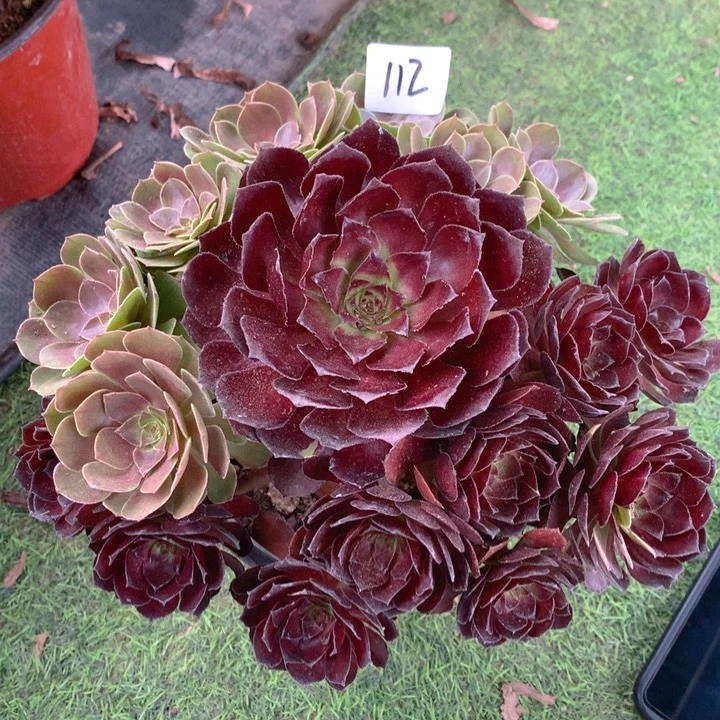 112黑骑士精品法师多肉