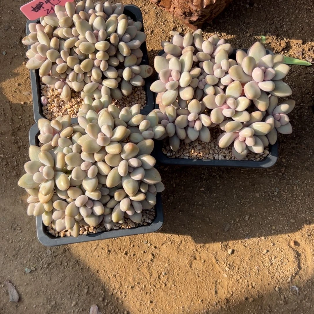 平***淡蜜多丽3颗1111111111111111