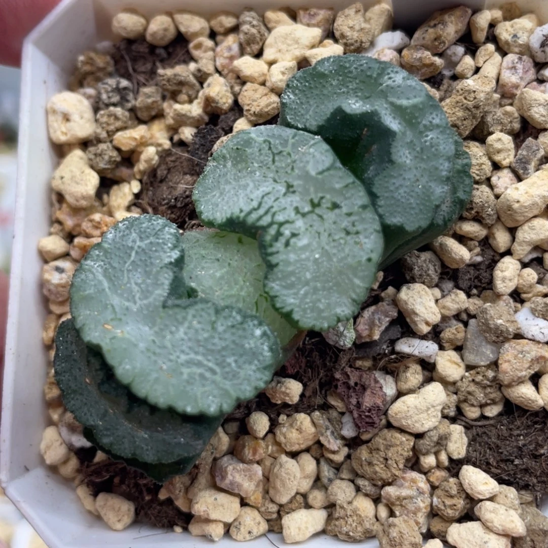 小蔡的菜园106蓝翼