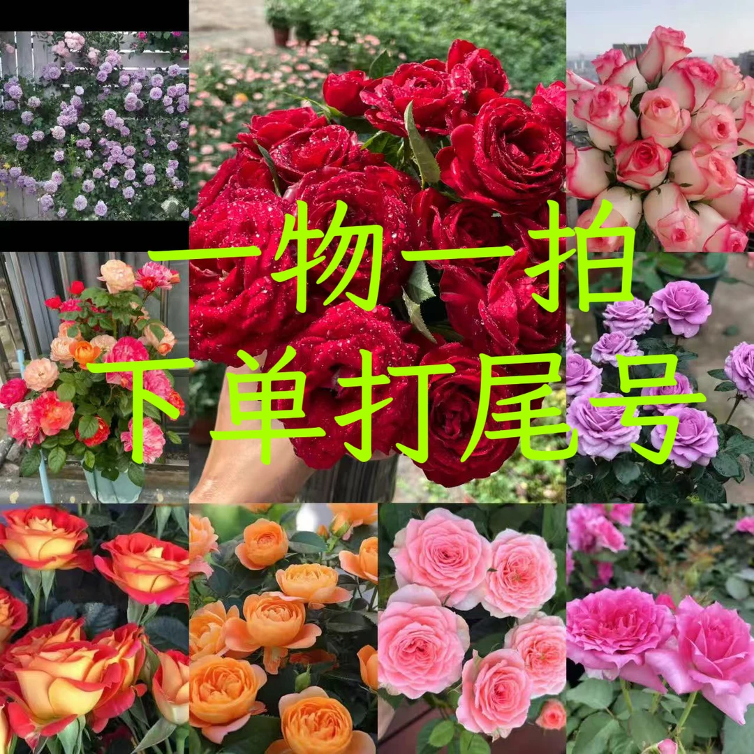 【一物一拍】多品种月季玫瑰四季开花盆栽地栽带盆带花苞阳台庭院