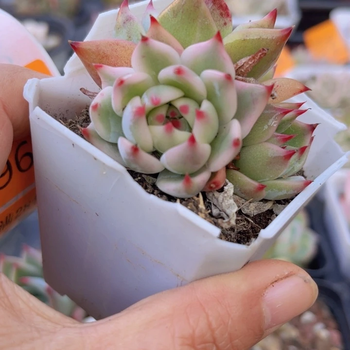 吉娃娃锦多肉植物962