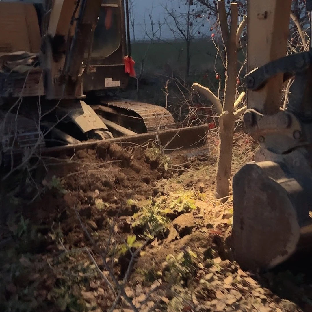 无花朵火罐柿子树清地处理