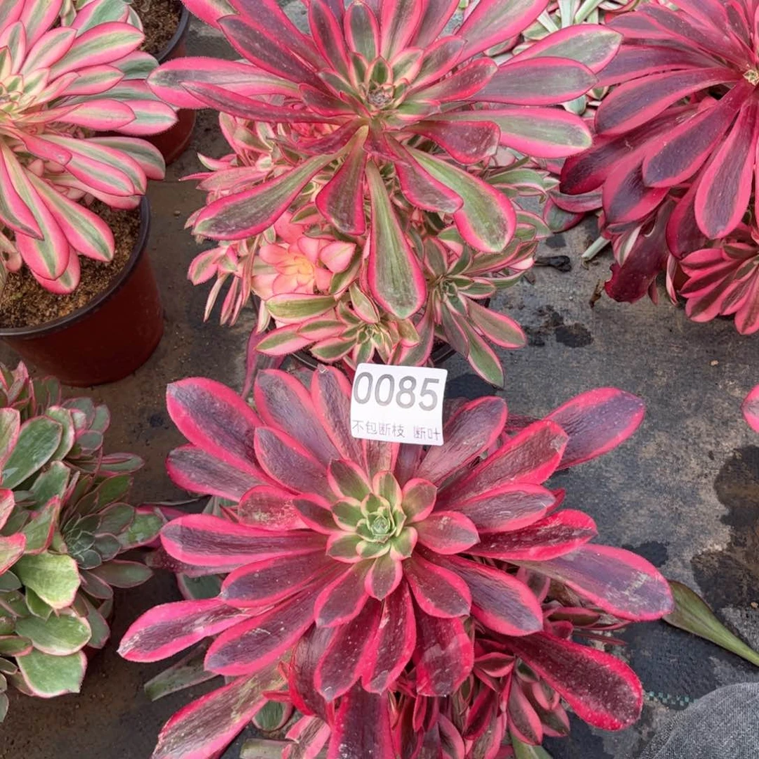 香奈多肉加美杜莎