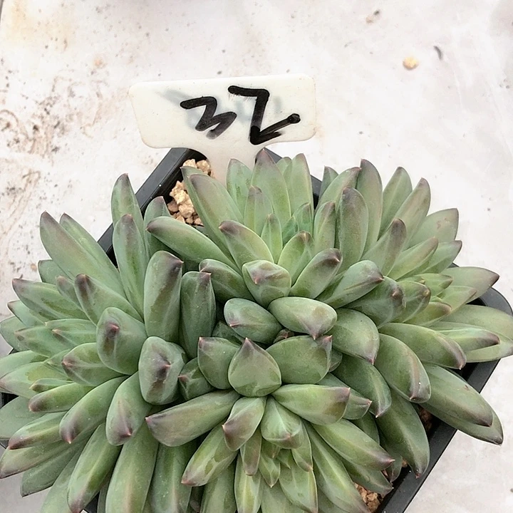 美人系多肉植物32