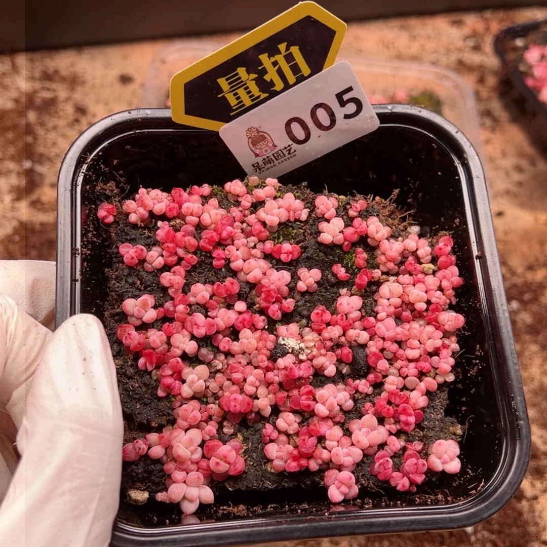 多肉植物多肉植物