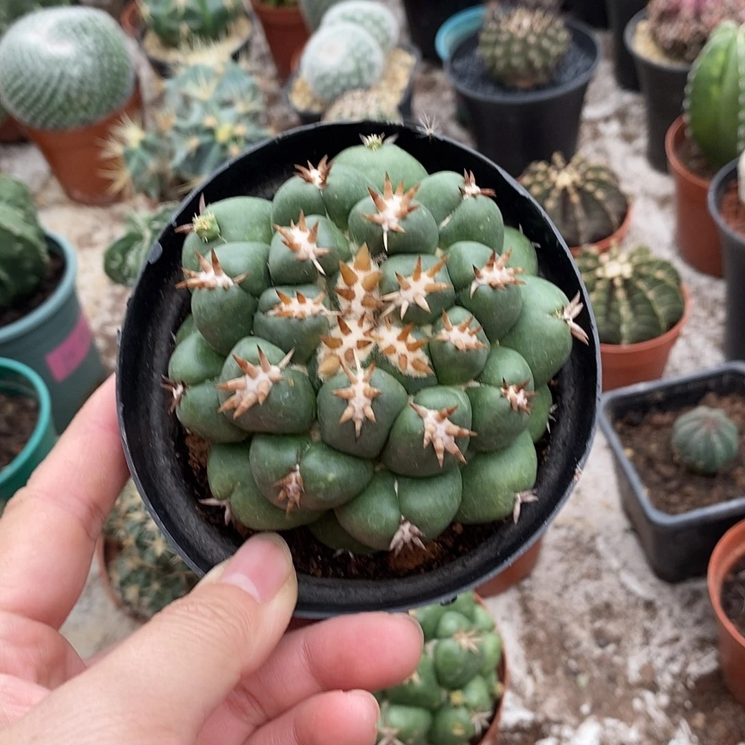 麻***鱼无花朵短豪刺象牙仙人球仙人掌