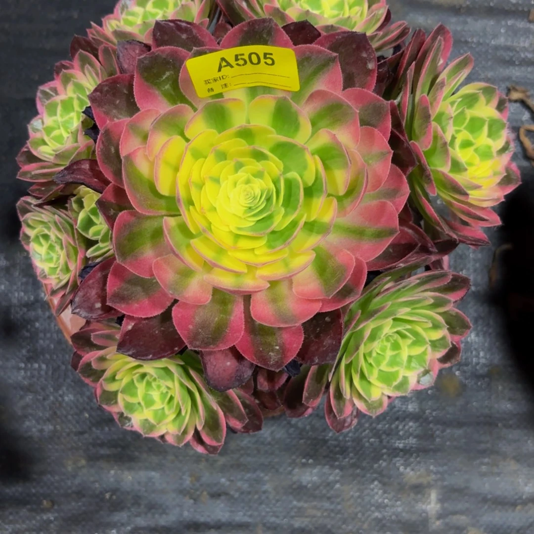 无花朵505海鲜法师多肉植物