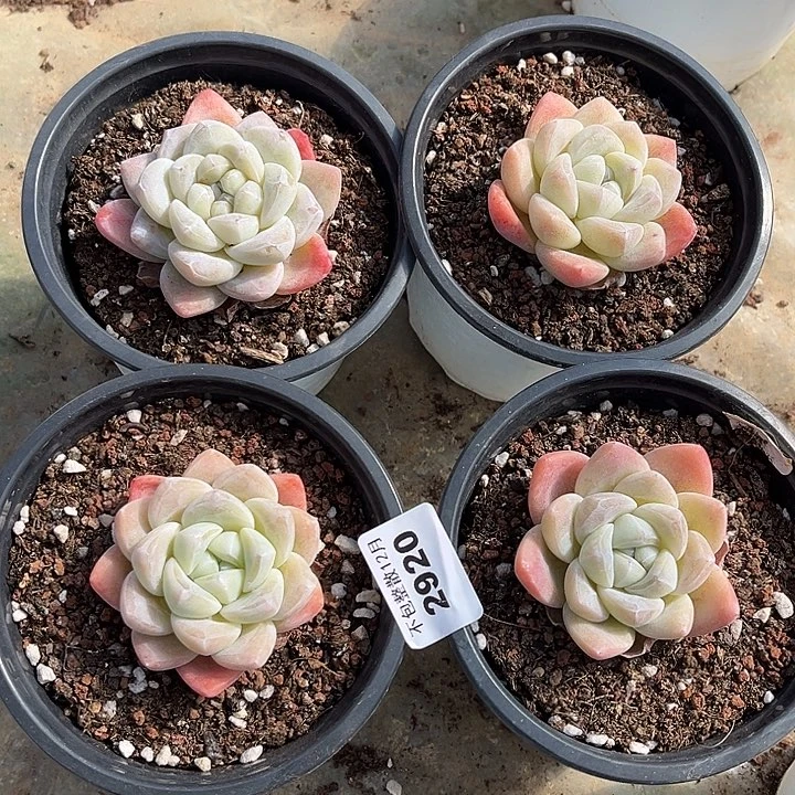 阿雅园艺。       2920