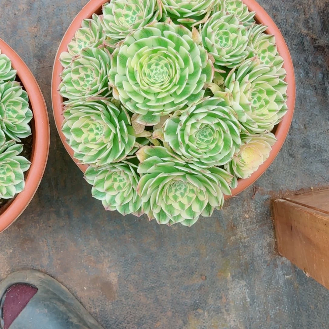 云南多肉植物伊丽莎白