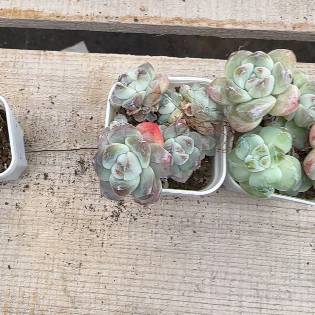 三个冰玉不包整盆桌上满25包邮