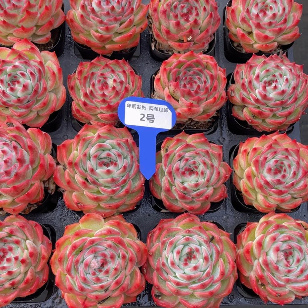 2号全状态吉娃娃大单头一个