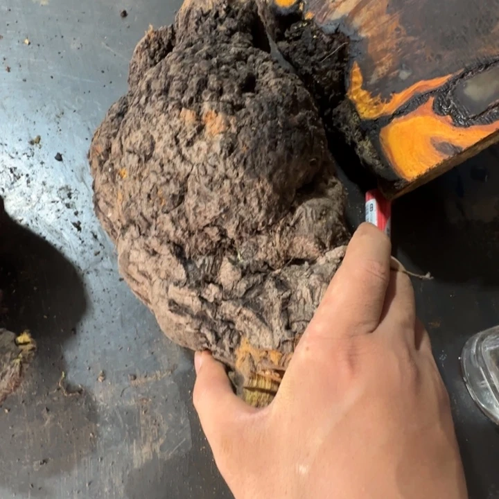 逆***上黄花梨/降香黄檀小叶羊蹄甲老料瘤疤料子小叶