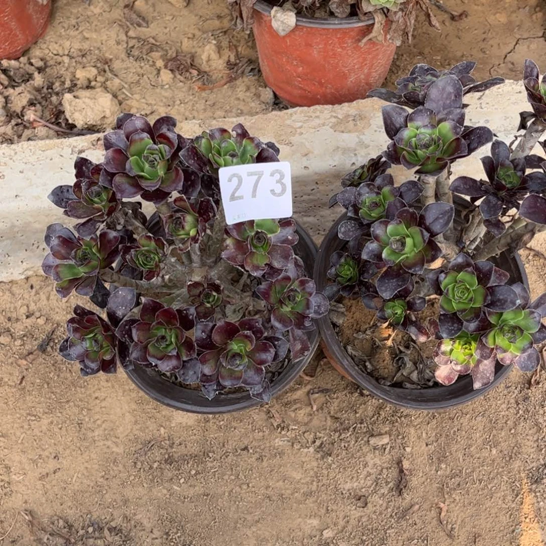 量拍巫毒273一颗不包断枝